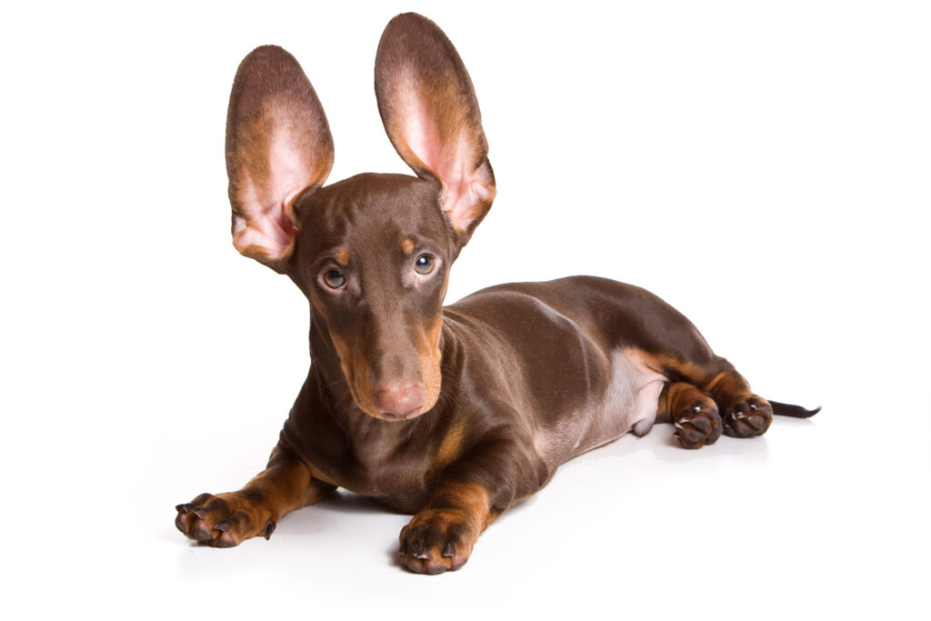 Brown dog with ears up